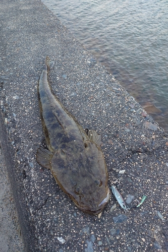 マゴチの釣果