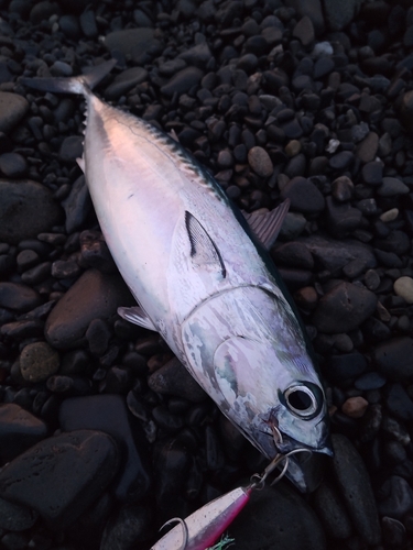 ソウダガツオの釣果