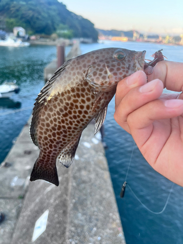 オオモンハタの釣果