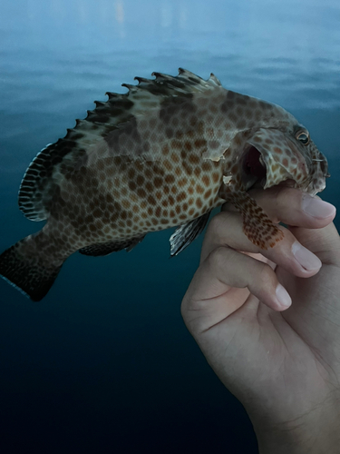 オオモンハタの釣果