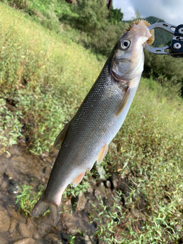 ウケクチウグイの釣果