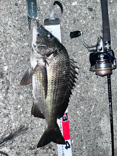 チヌの釣果