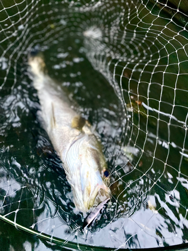 シーバスの釣果