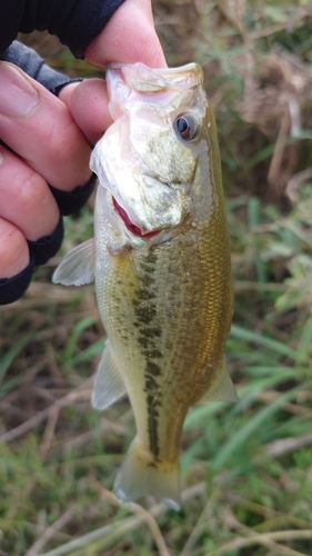 ラージマウスバスの釣果