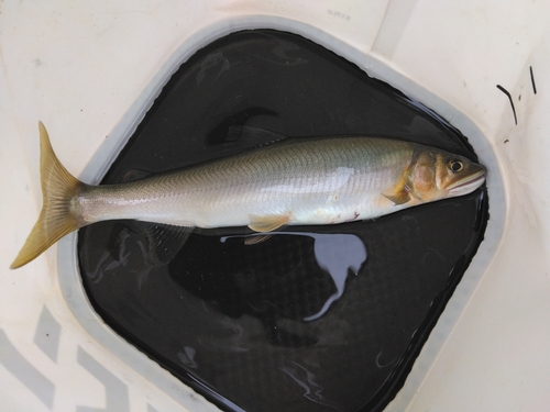 アユの釣果