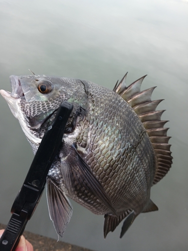 クロダイの釣果