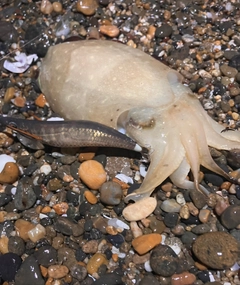 コウイカの釣果