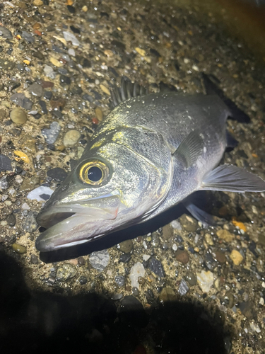 ヒラスズキの釣果