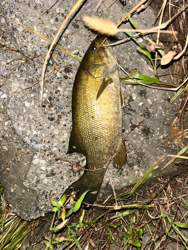 スモールマウスバスの釣果