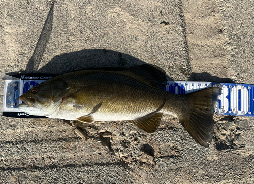 スモールマウスバスの釣果