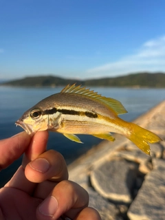 ヨコスジフエダイの釣果