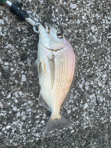 ヘダイの釣果