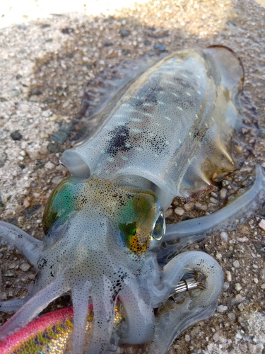 アオリイカの釣果