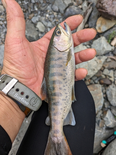 アマゴの釣果