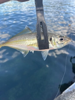 マアジの釣果