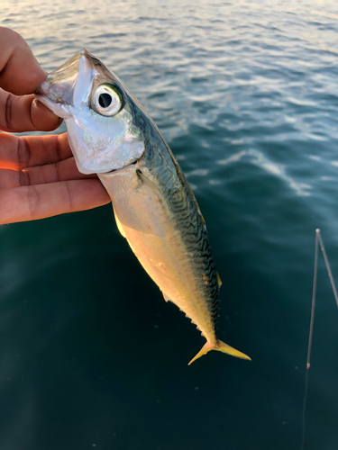 サバの釣果