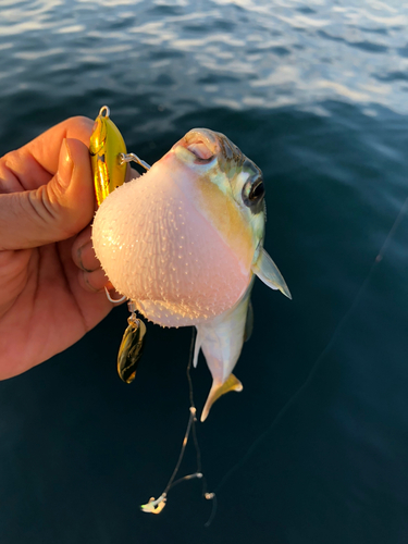 シロサバフグの釣果