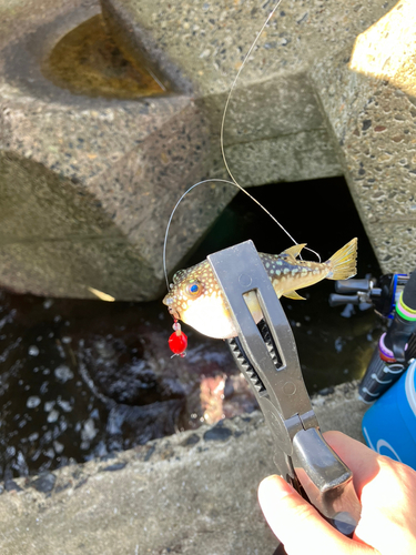 コモンフグの釣果