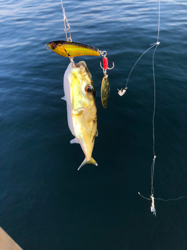 シロサバフグの釣果