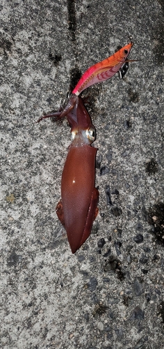 ケンサキイカの釣果