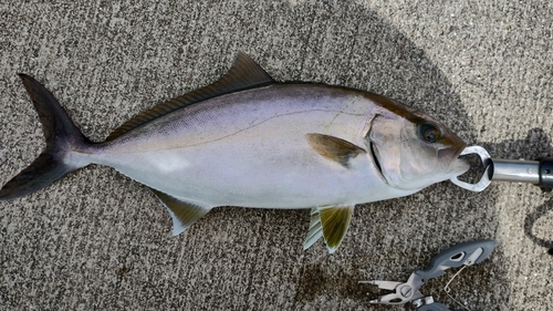 ネリゴの釣果