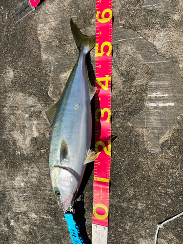 ハマチの釣果