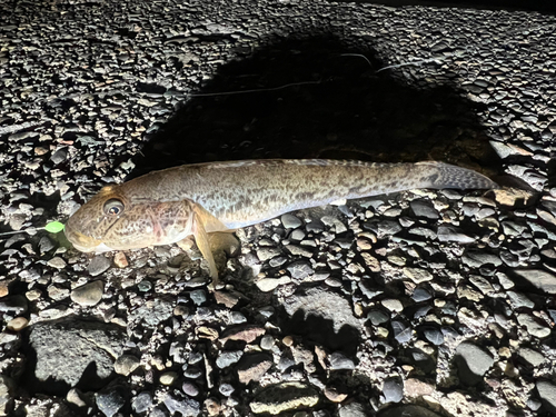 マハゼの釣果