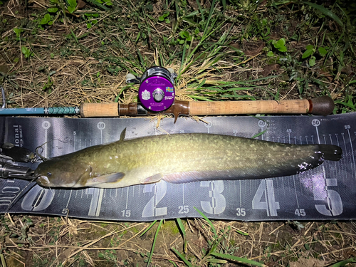 ナマズの釣果