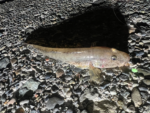 マハゼの釣果