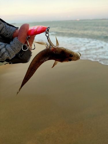 マゴチの釣果