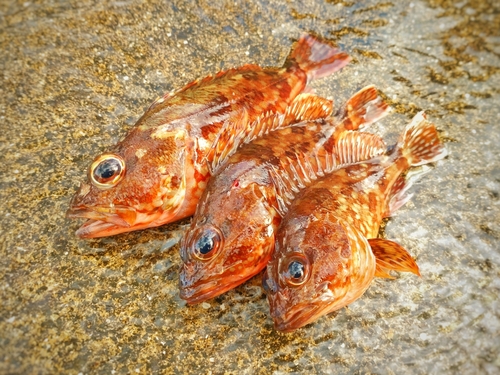 アラカブの釣果