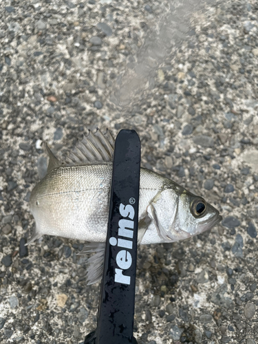 セイゴ（マルスズキ）の釣果