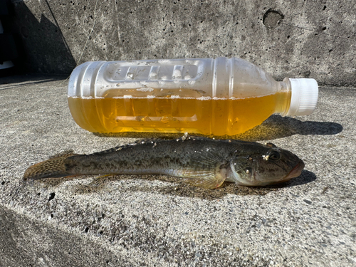 ハゼの釣果