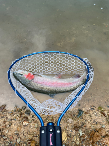 ニジマスの釣果