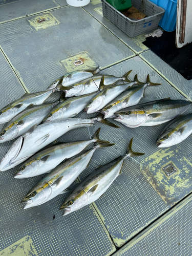 ハマチの釣果