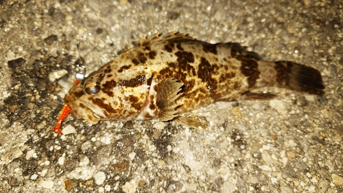 タケノコメバルの釣果