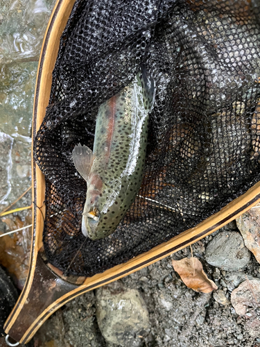 ニジマスの釣果