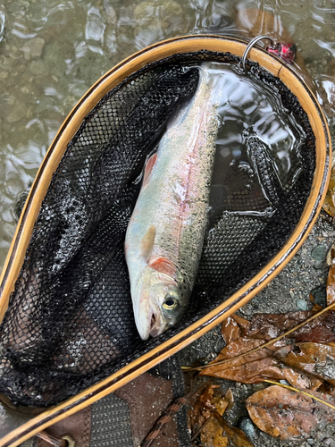 ニジマスの釣果