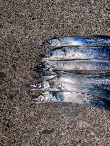 タチウオの釣果