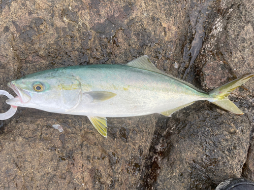 イナダの釣果