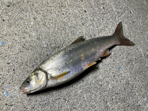 エゾウグイの釣果