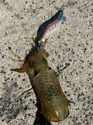 アオリイカの釣果