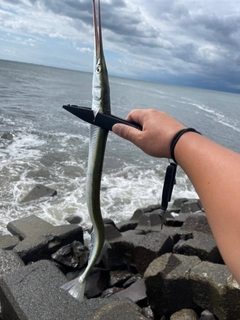 ダツの釣果