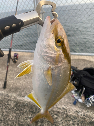 カンパチの釣果