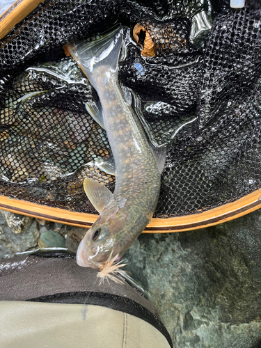 イワナの釣果