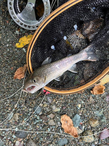 イワナの釣果