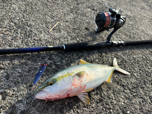 ツバスの釣果