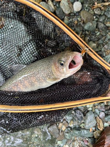 イワナの釣果