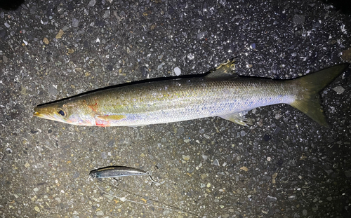 カマスの釣果