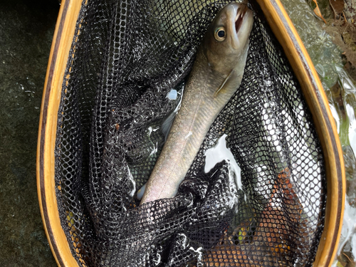 イワナの釣果